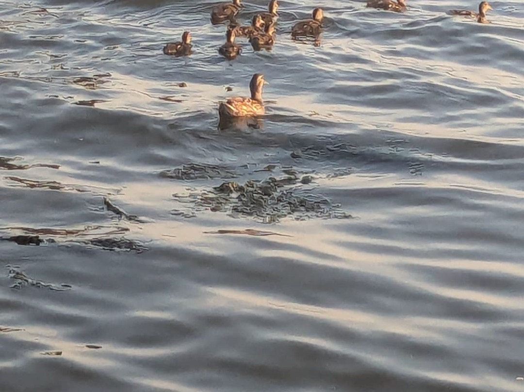 Kollen Park & Heinz Waterfront Walkway-荷兰村必去景点