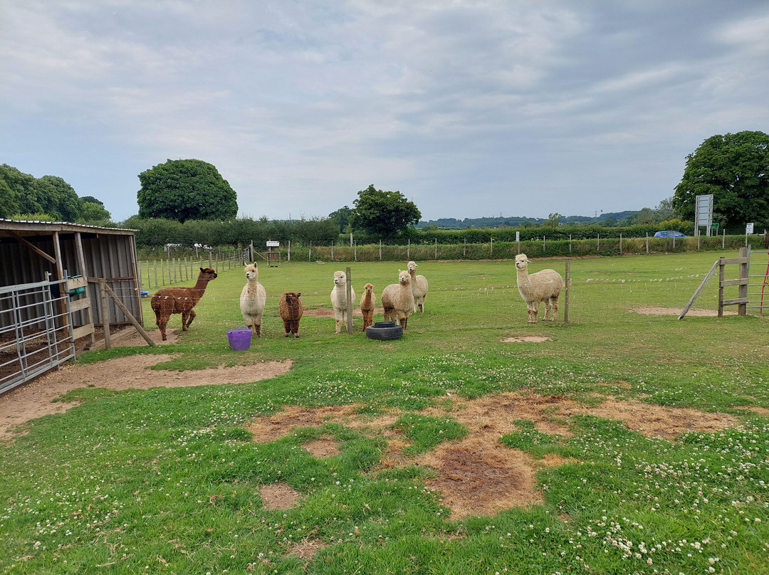 Hope Farm Alpaca Rescue