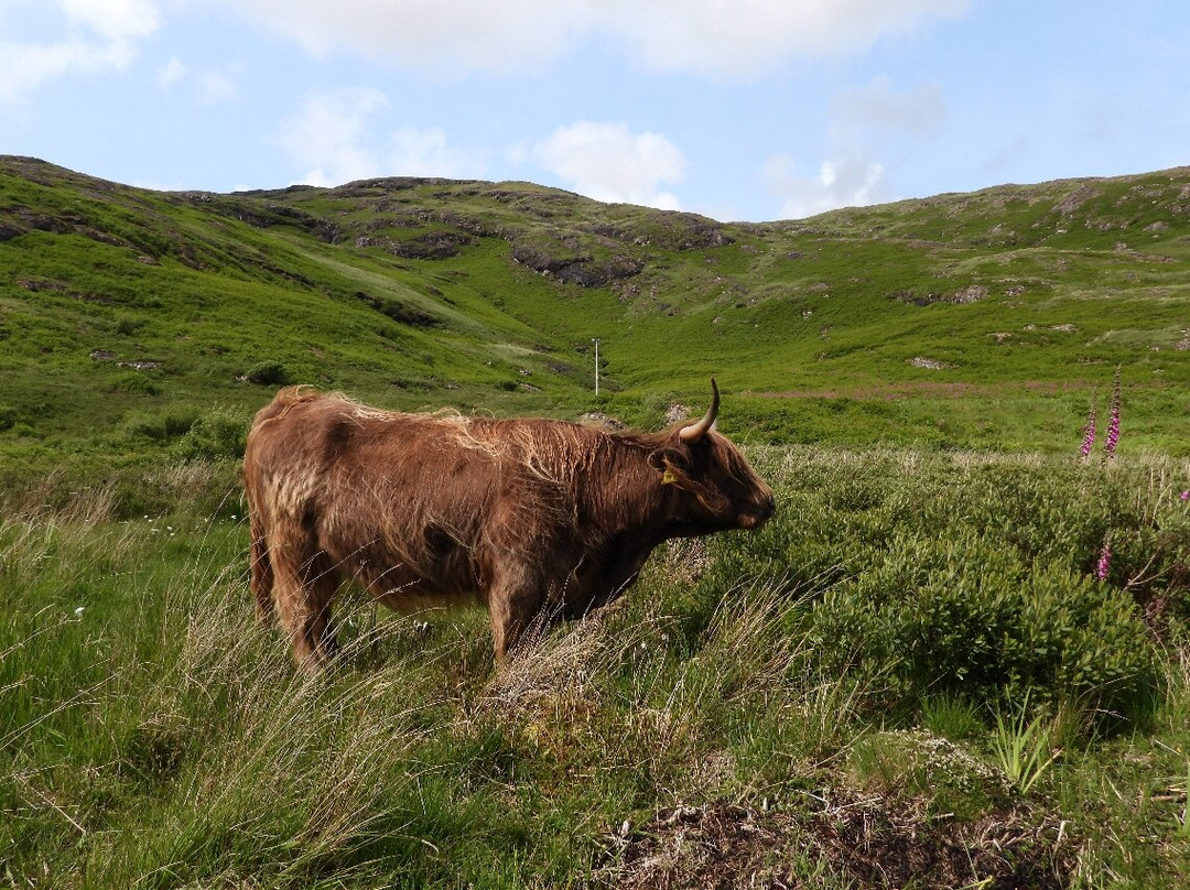 Mull Wildlife Tours-Craignure必去景点