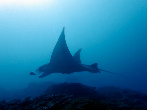 No Fear Diving Amed, Bali-艾湄湾必去景点
