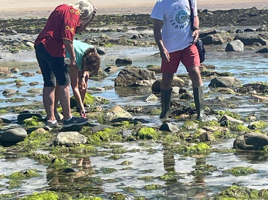 Guernsey Seaweed Foraging Tours-Castel必去景点