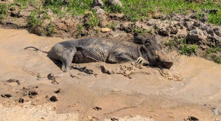Safari Stride-Ngorongoro必去景点
