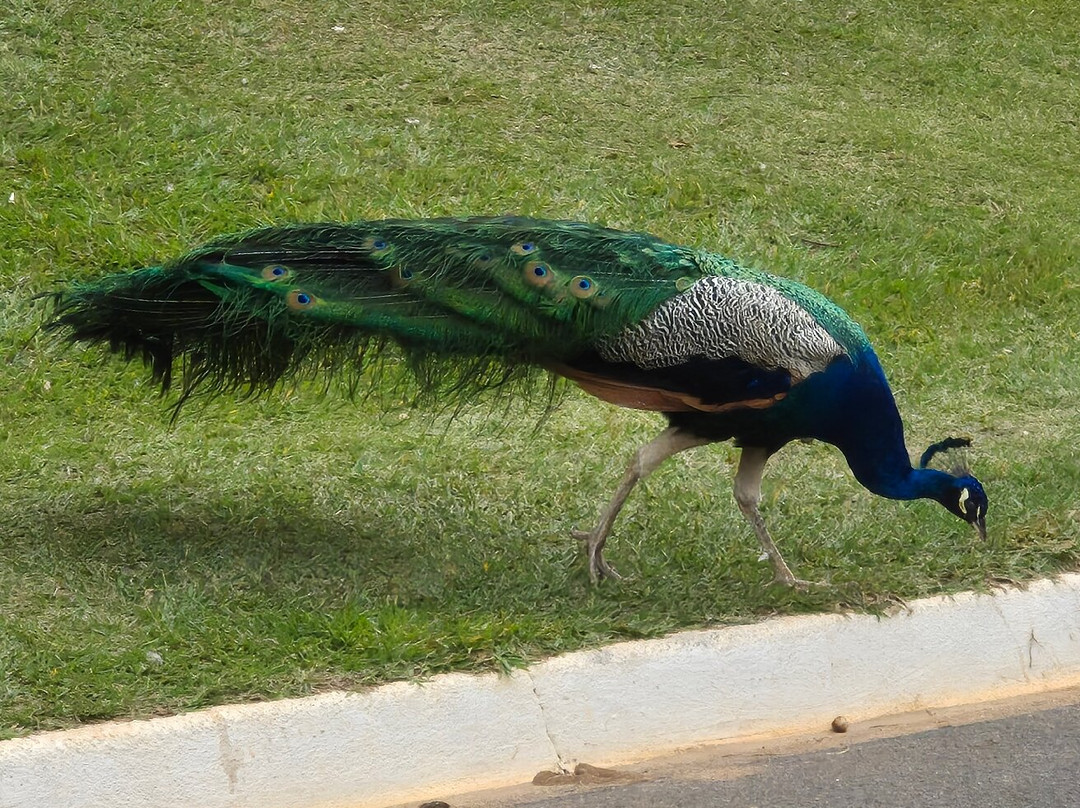 Parque Zoologico Municipal Quinzinho De Barros-索罗卡巴必去景点
