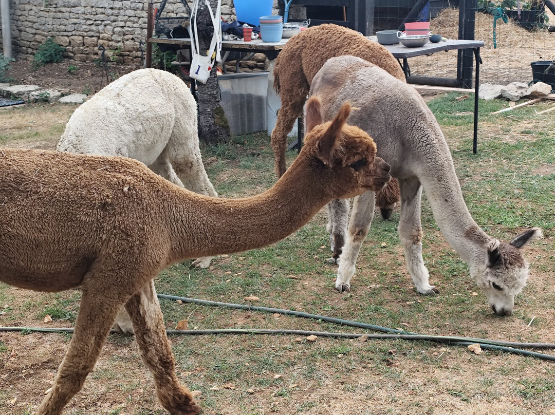 Nana Mac Alpaca Farm-Limalonges必去景点
