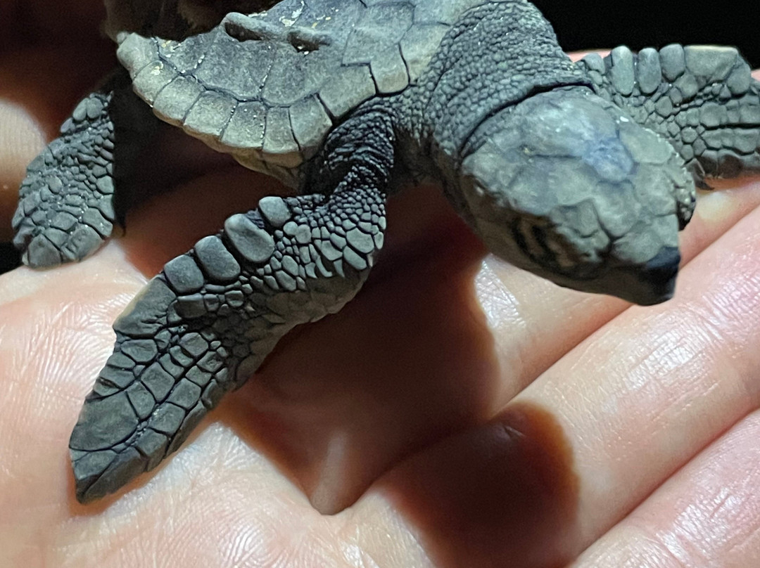 Mon Repos Turtle Centre-Bargara必去景点