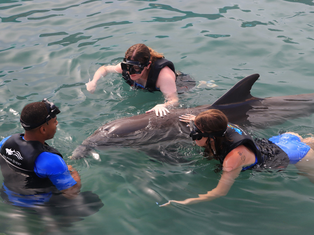 Dolphin Quest-Sandys Parish必去景点