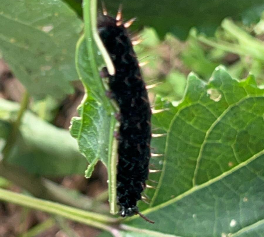 Butterfly Gardens @ Middleton Common Farm-Westmeston必去景点