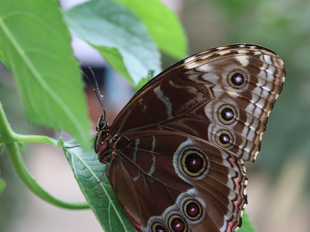 Butterfly World & Farm Park-Wanborough必去景点