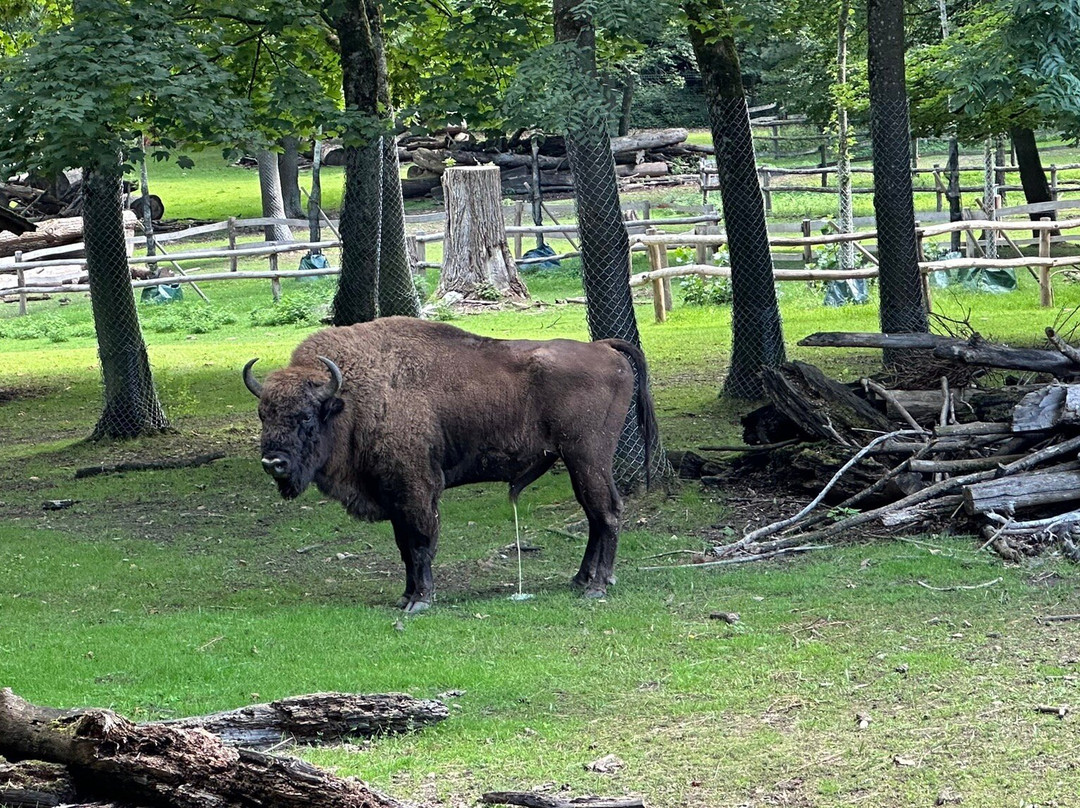 Tierpark Bern-伯尔尼必去景点