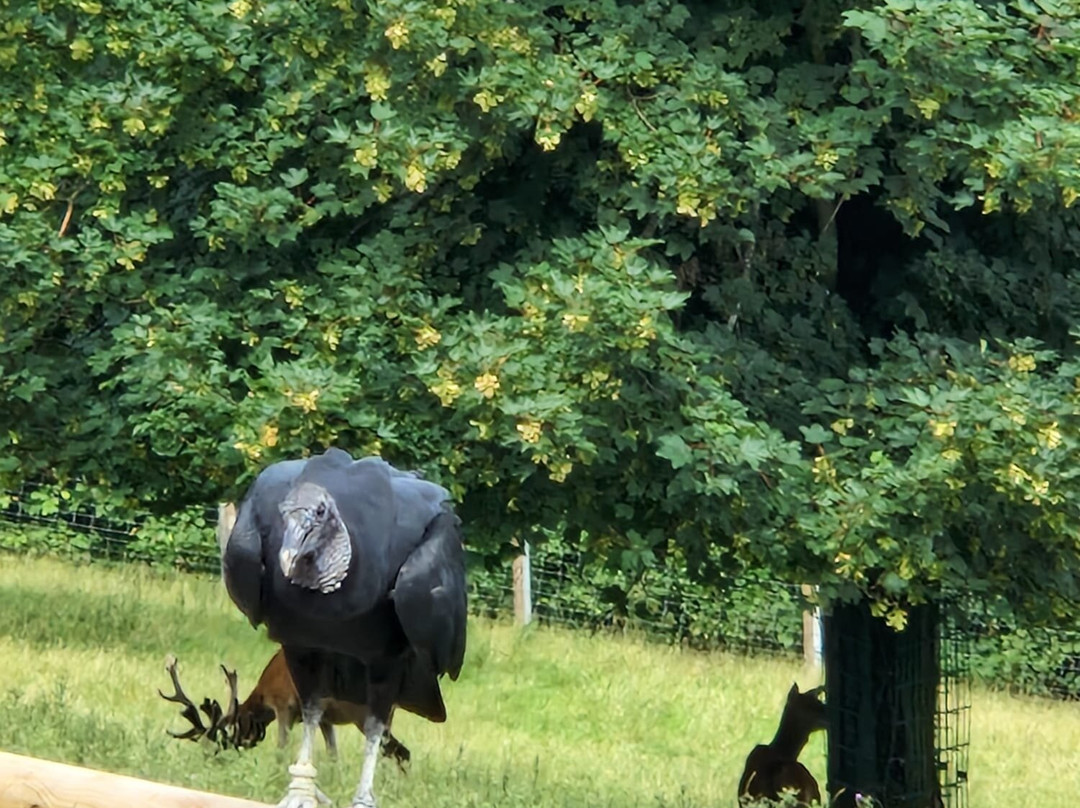 Wild- und Freizeitpark Willingen-Willingen必去景点