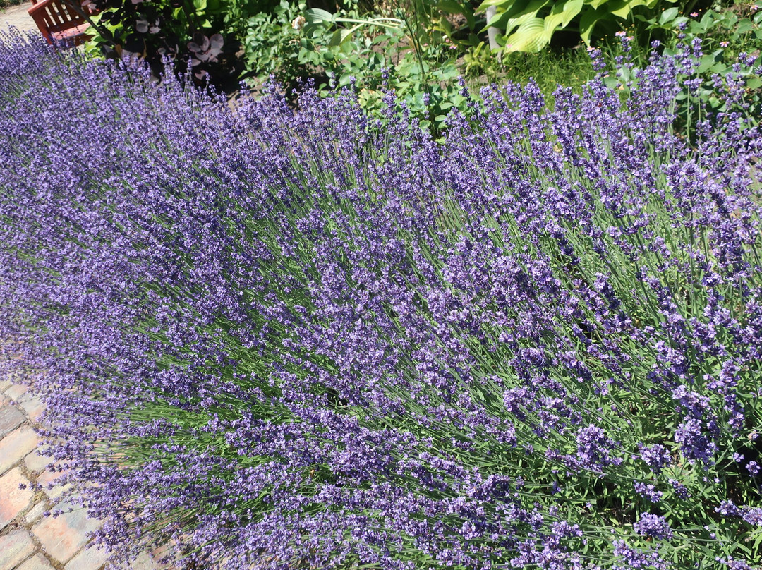 Iwamizawa Service Area Inbound-岩见泽市必去景点