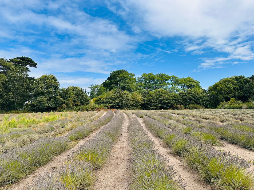 Jersey Lavender Farm-圣布雷拉德必去景点