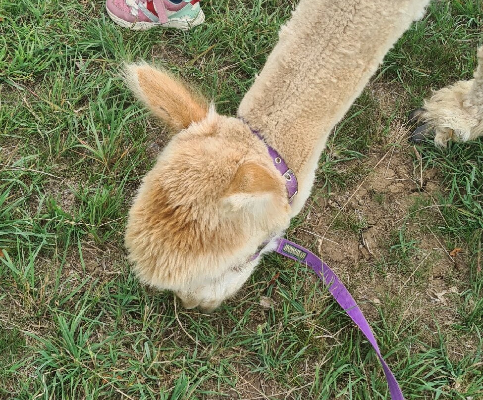 Alpaca & Unicorn Adventures-Tring必去景点