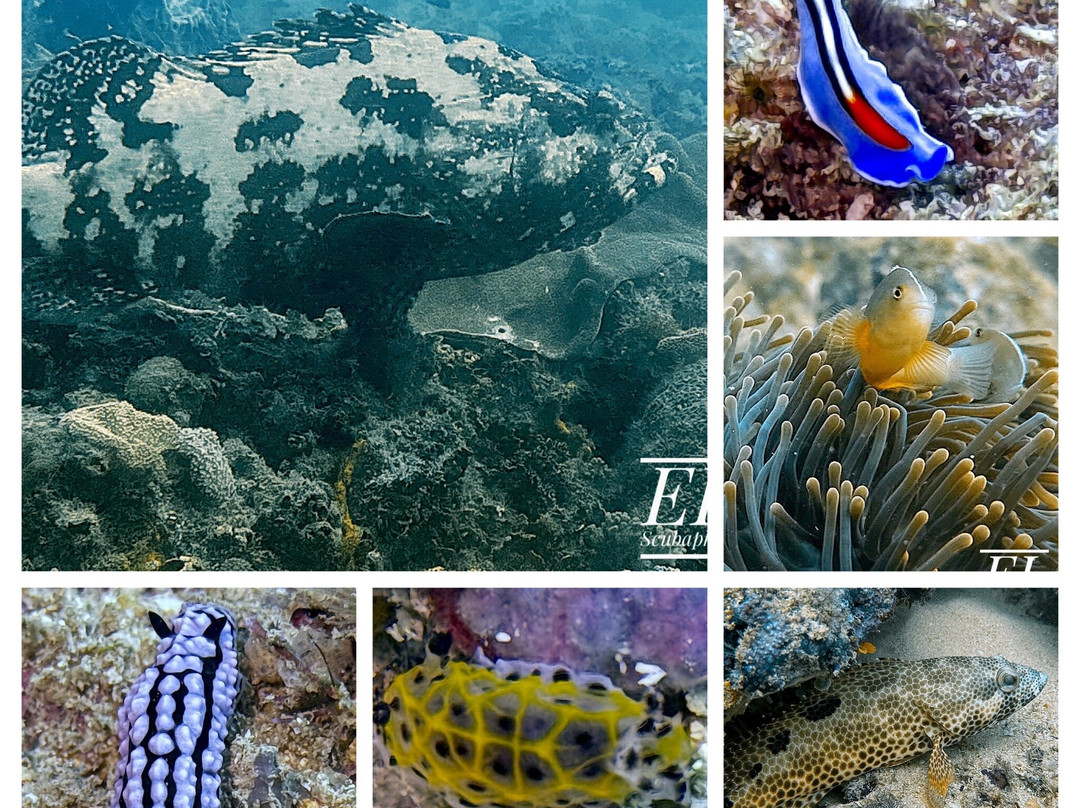 Scuba Duka-迪亚尼必去景点