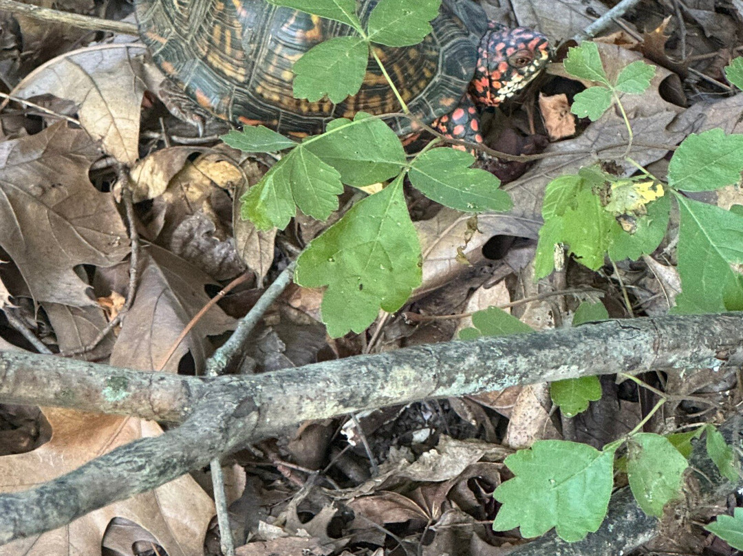 Cape Girardeau Conservation Nature Center-开普吉拉多必去景点