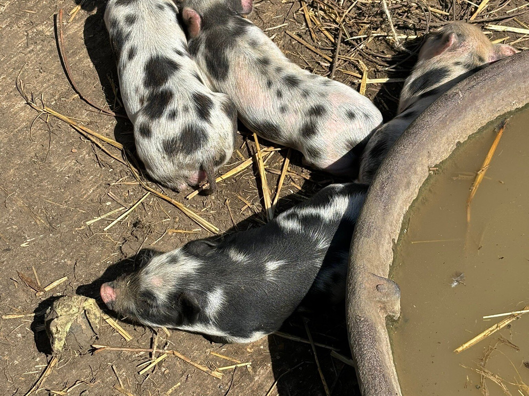 Tostock Animal Park-Tostock必去景点