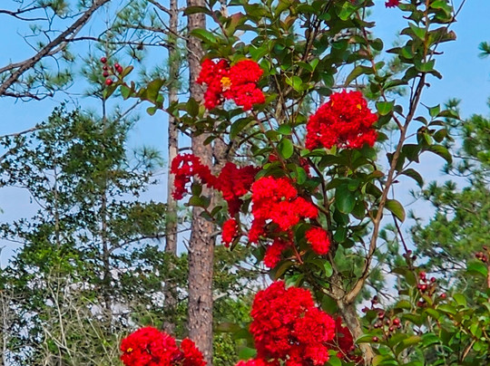 Pinederosa Park-Westlake必去景点