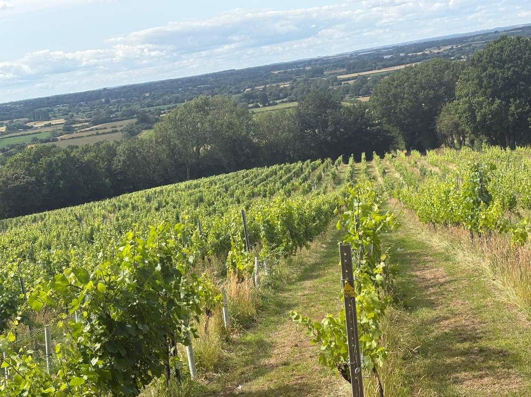Maud Heath Vineyard