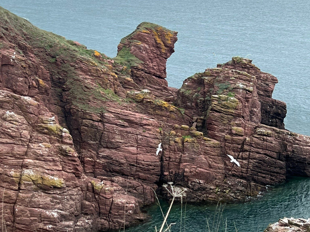 Arbroath Cliffs-Arbroath必去景点