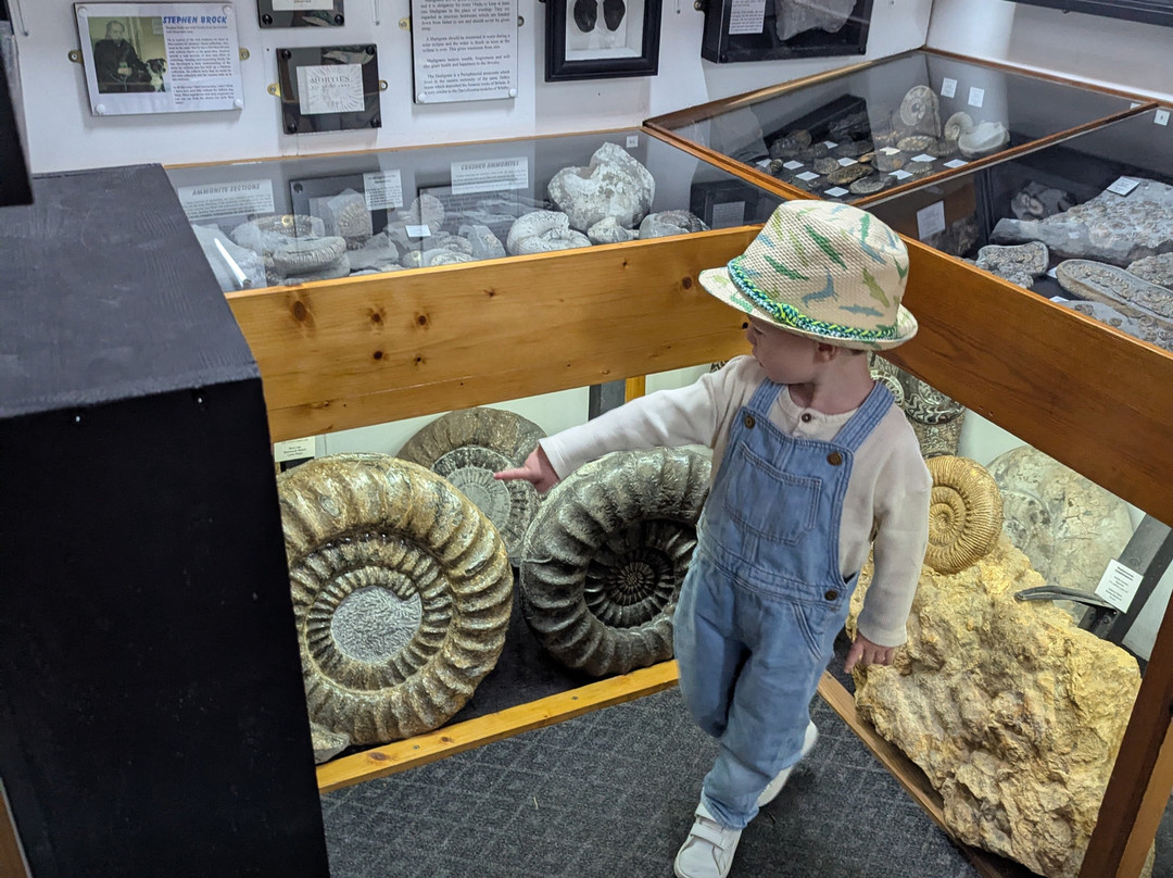 Dinosaurland Fossil Museum-莱姆里杰斯必去景点