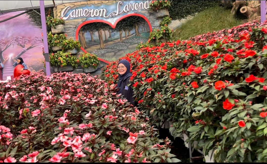 Cameron Lavender-碧兰璋必去景点
