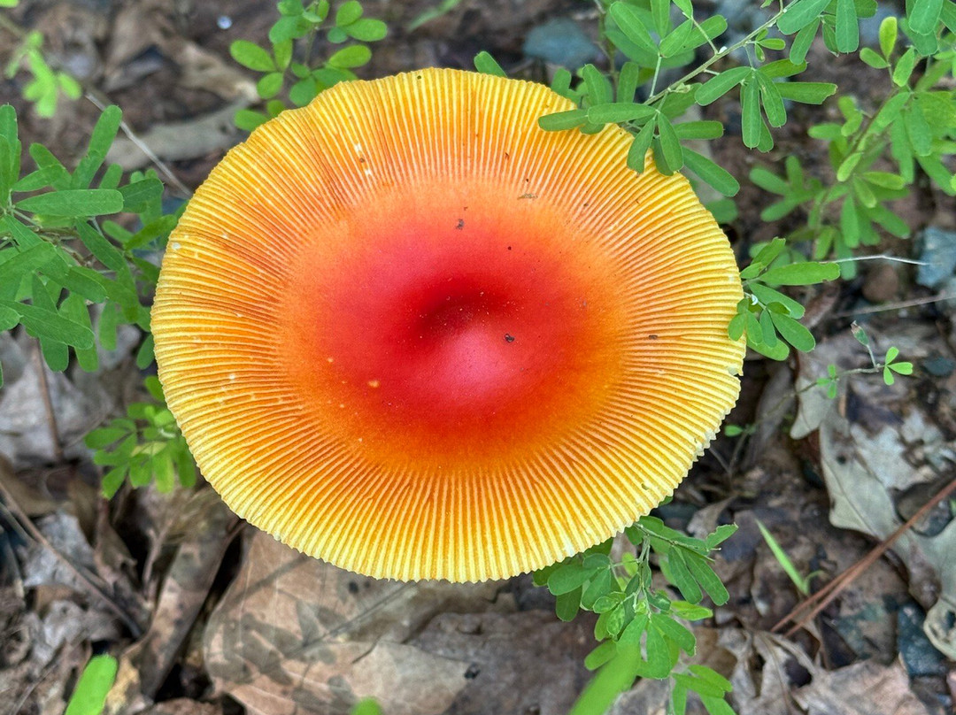 Colonel Francis Beatty Park-马修斯必去景点