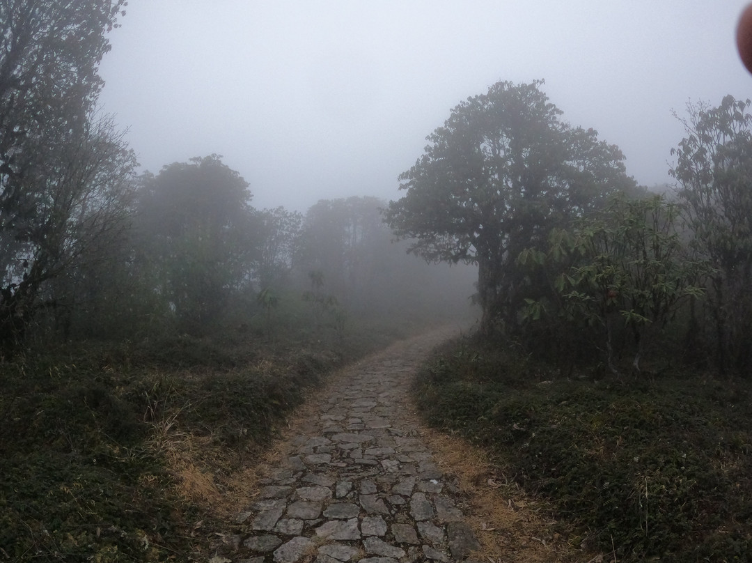 Varsey Rhododendron Sanctuary-West Sikkim必去景点