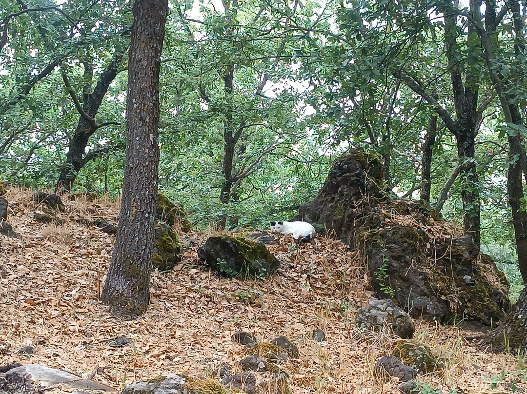 Parco Suburbano e Area Attrezzata Sciarone