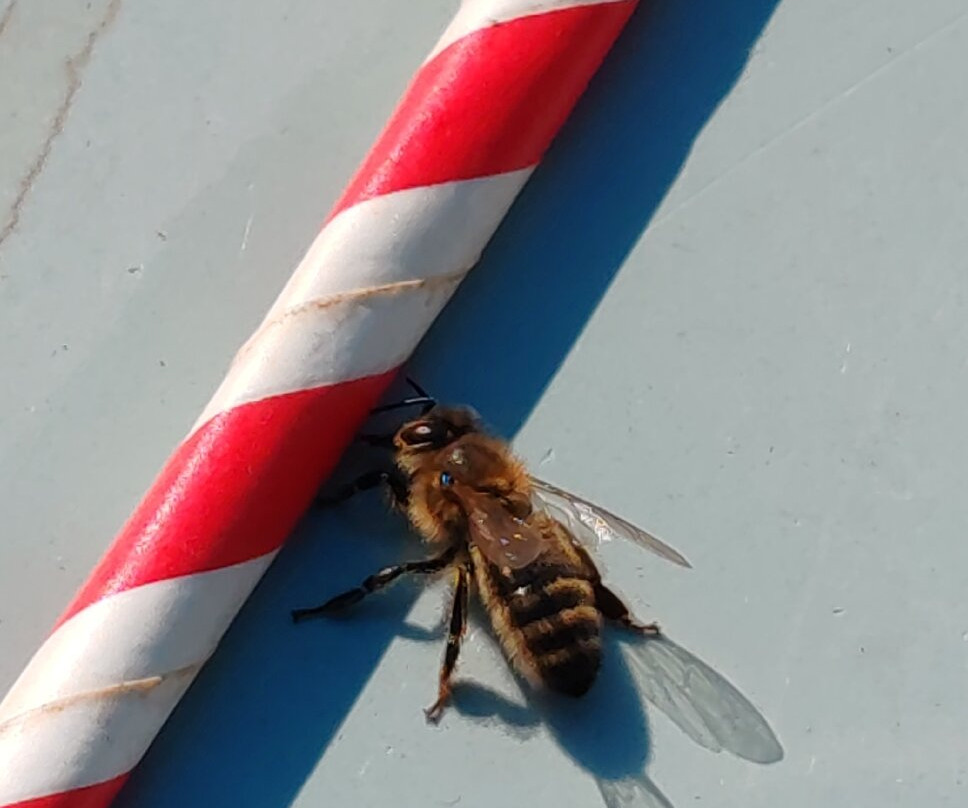 Youpiland Mont Noir / Zwarteberg-Boeschepe必去景点