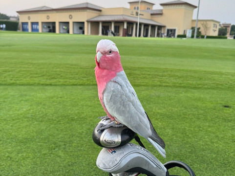 Tommy Fleetwood Academy-迪拜必去景点