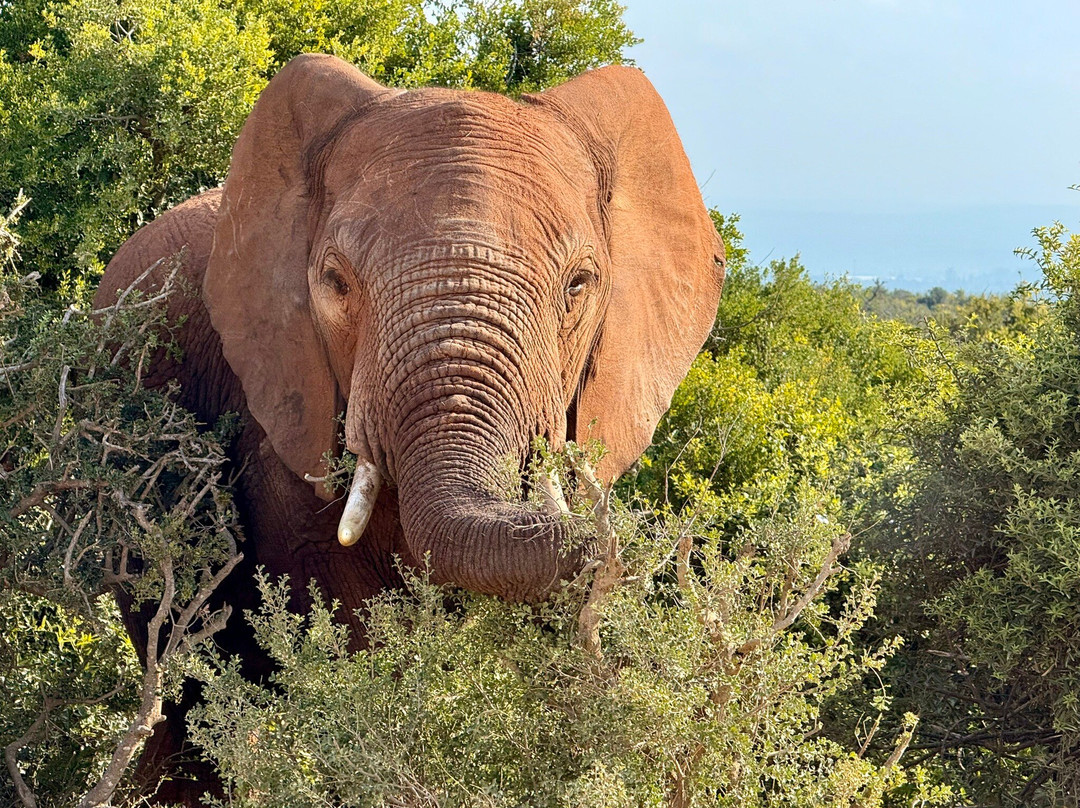 Elephants Footprint Lodge主图