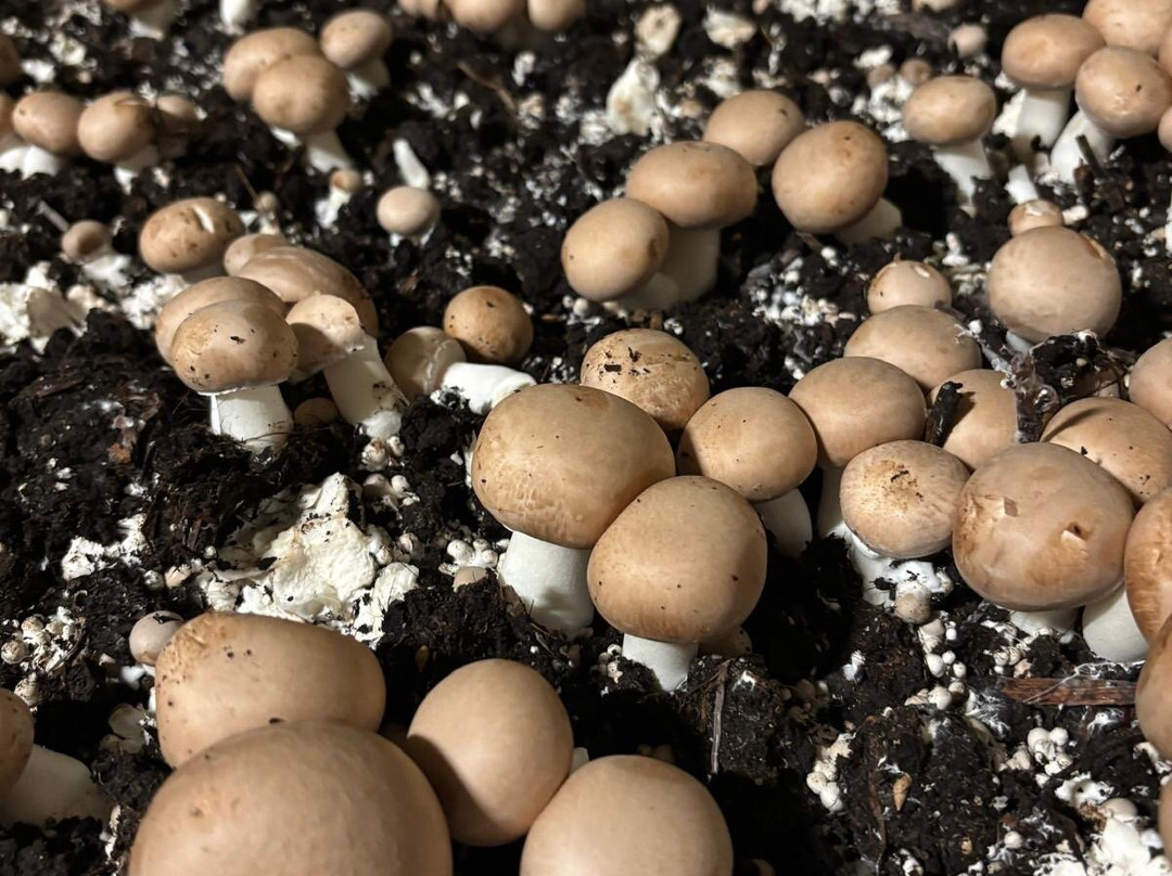 Les Caves Champignonnières Des Roches-Bourre必去景点