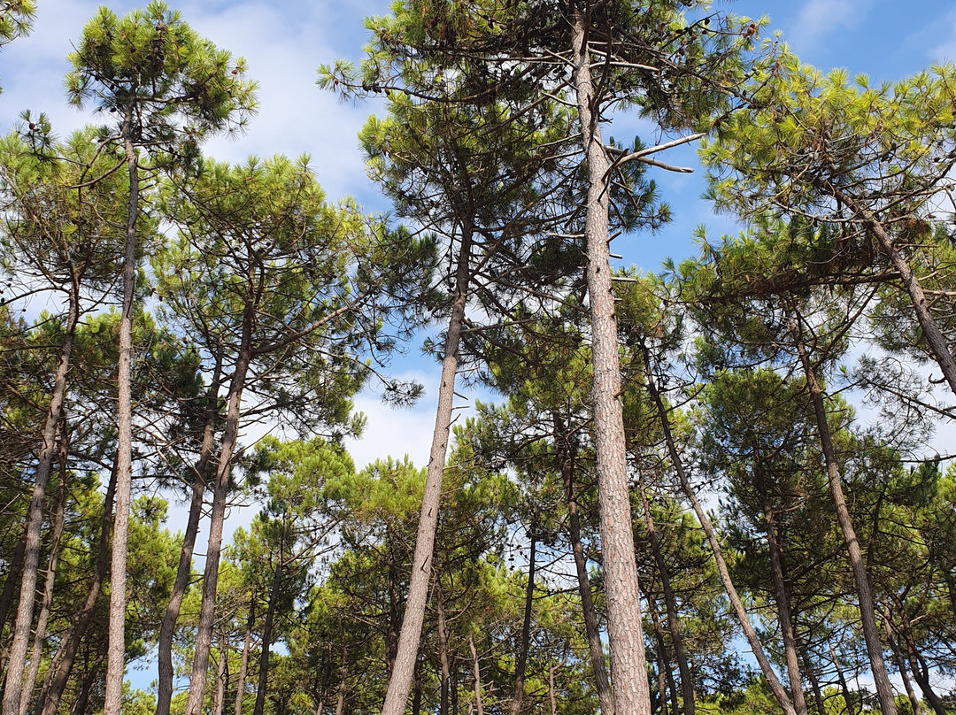 Les Quatre Vents主图