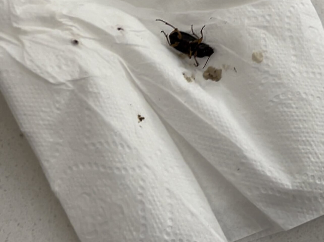 北欧克莱尔快捷假日&套房酒店主图