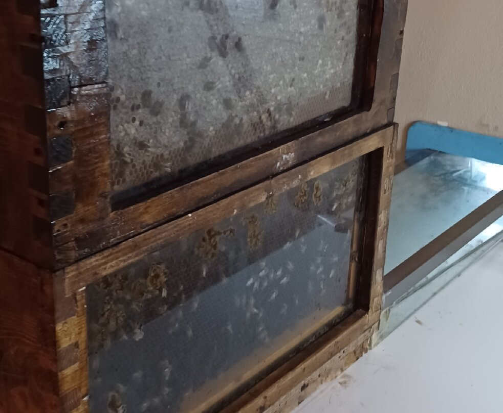 Bee Museum-Pastida必去景点