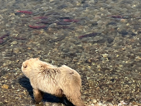 Alaska Ultimate Safaris-荷马必去景点