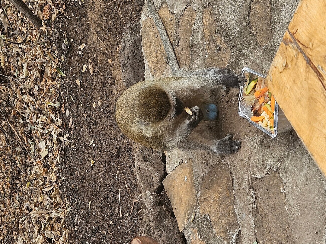 马赛辛巴营度假村主图