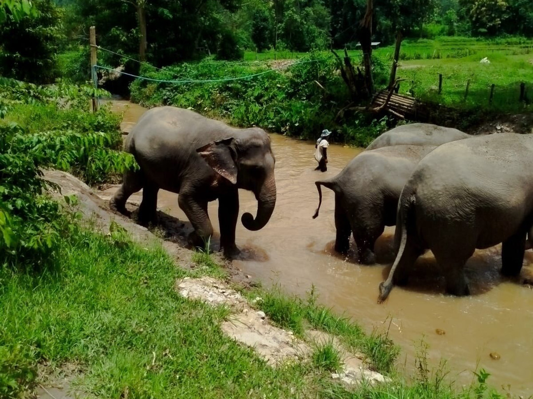 Karen Hilltribe Elephant Sanctuary-Mae Win必去景点