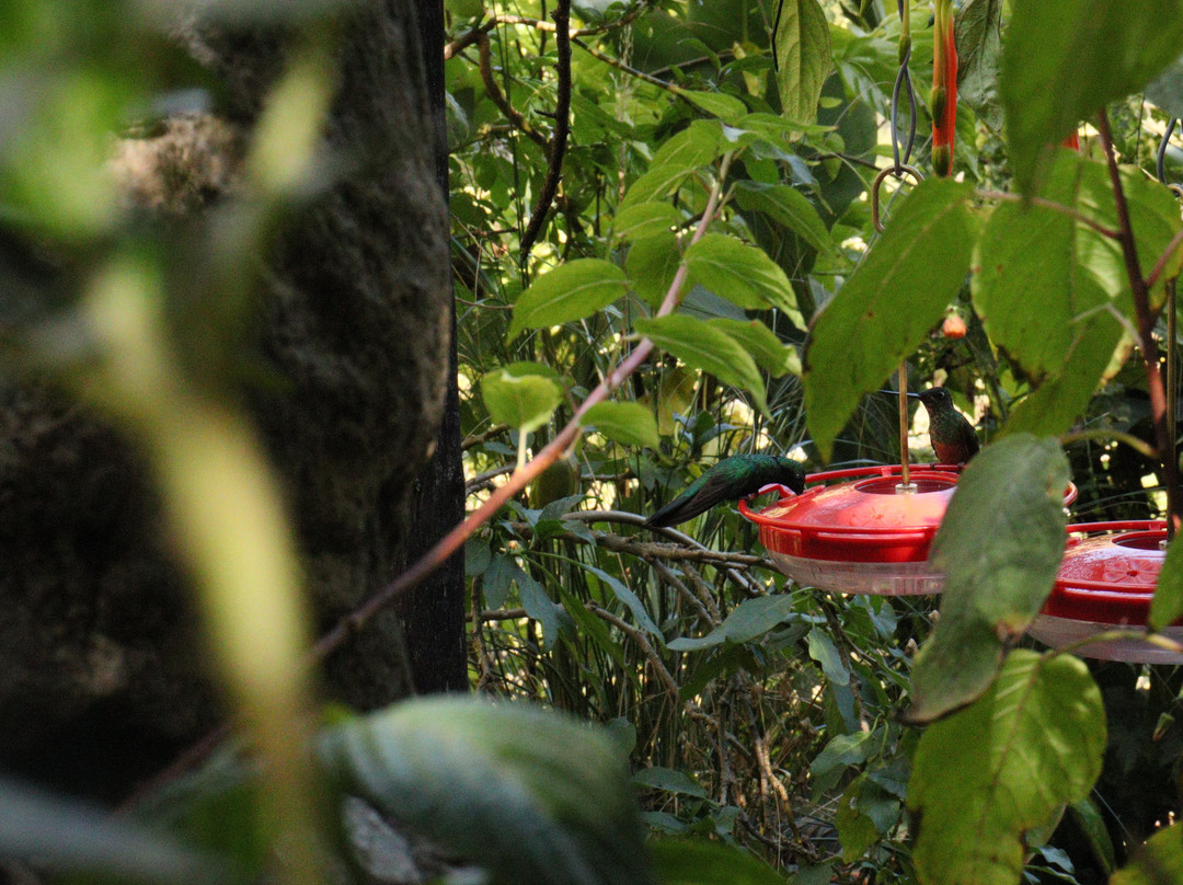 Santuario de colibríes - Ensifera Ensifera-乌鲁班巴必去景点