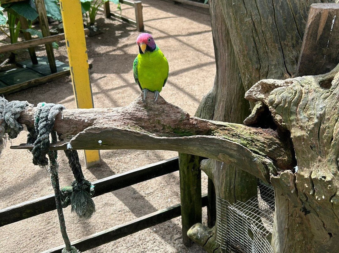 Parotte Ville Bird Sanctuary-圣马丁岛必去景点
