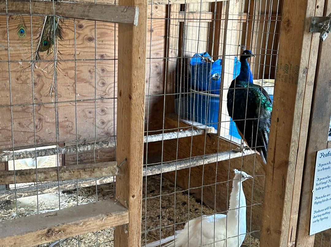 Grandpa Tiny's Farm-弗兰肯默斯必去景点