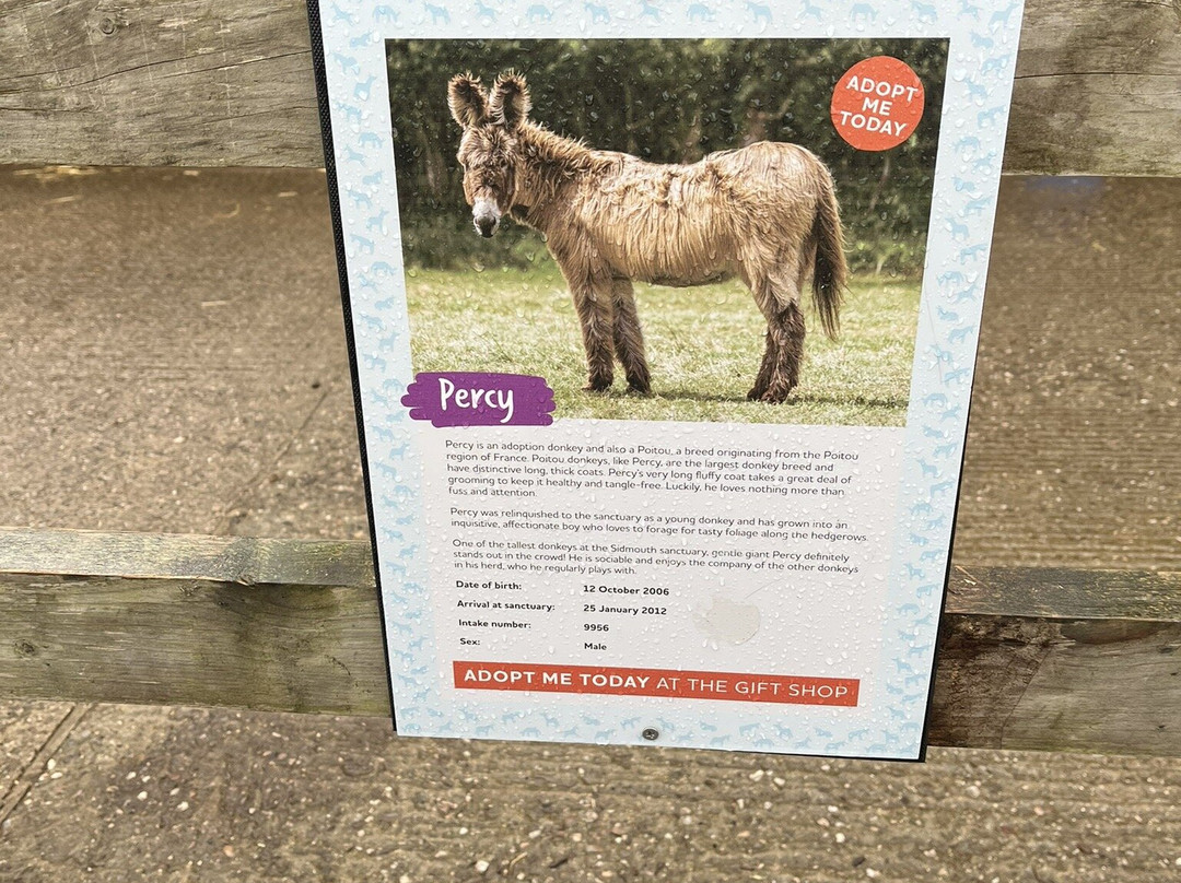 The Donkey Sanctuary-西德茅斯必去景点