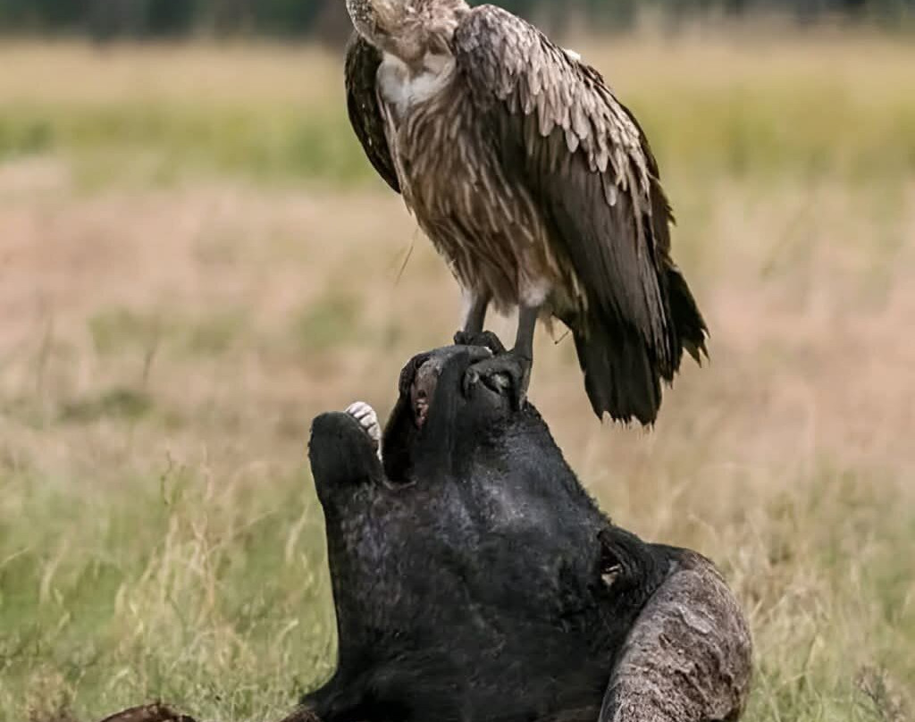 Joseph  Parsae-Amboseli Eco-system必去景点