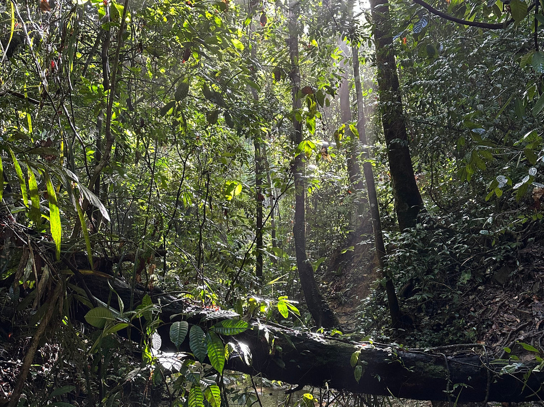 Sumatra Orangutan Tours-武吉拉旺必去景点