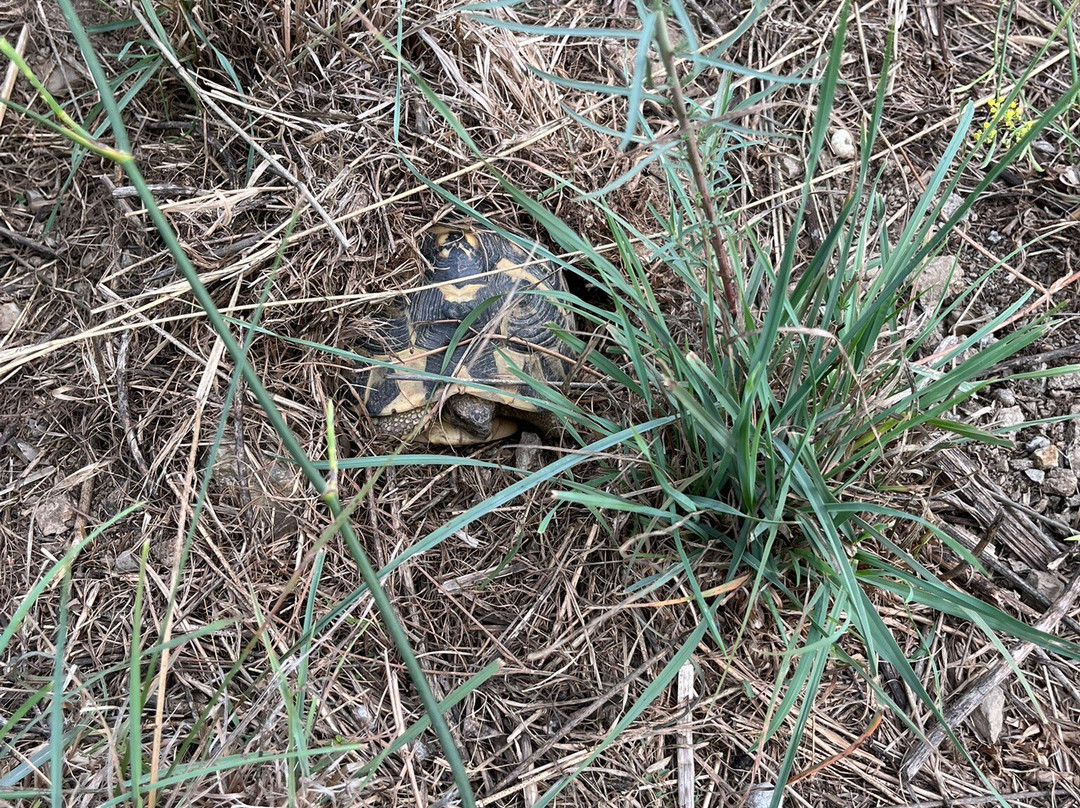 Centre de Reproduccio de Tortugues de l'Albera-Garriguella必去景点