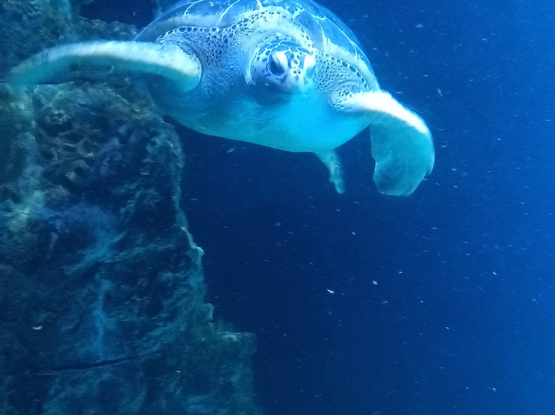Acquario Di Livorno-里窝那必去景点