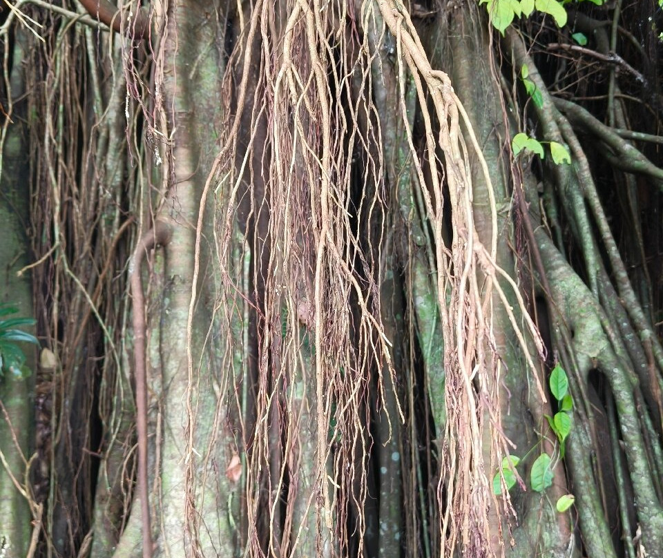 Millennium Tree (Balete tree)-Maria Aurora必去景点