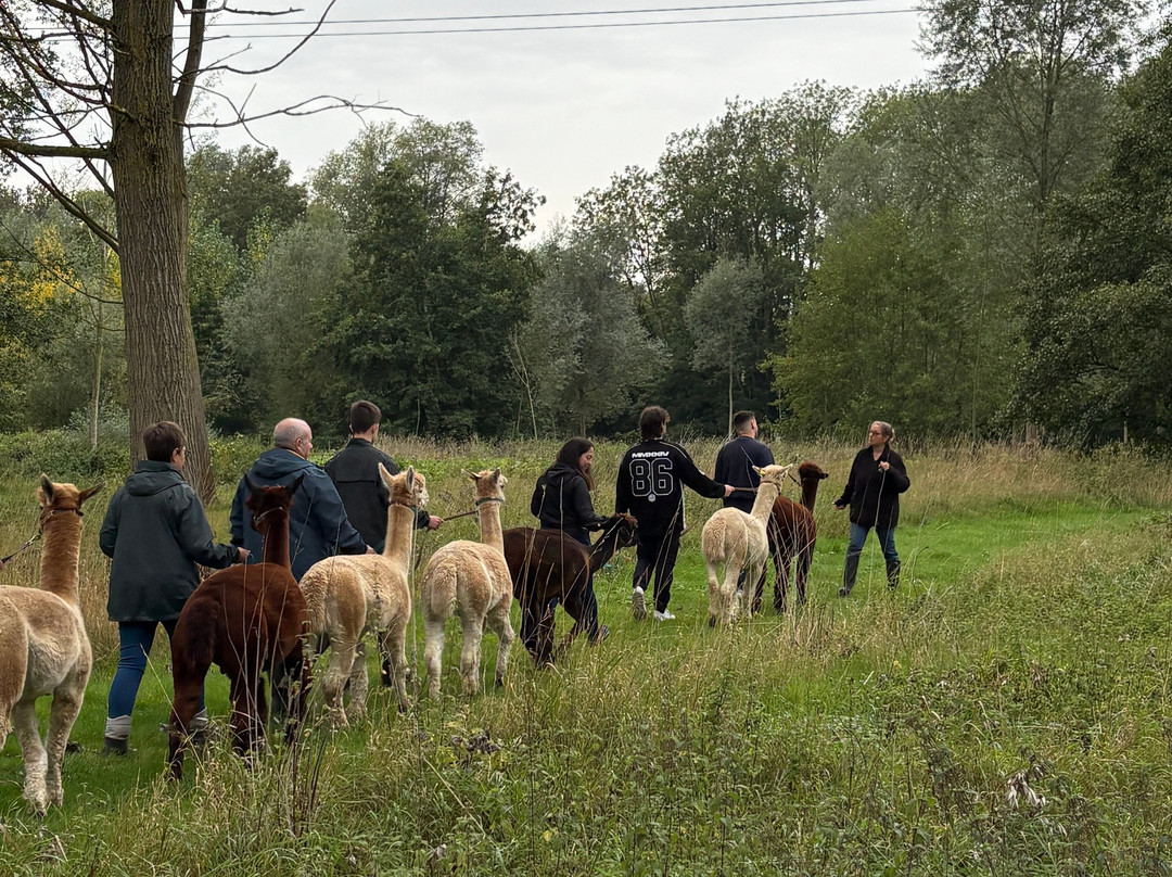 Blackwater Alpacas & Pygmy Goats-布伦特里必去景点