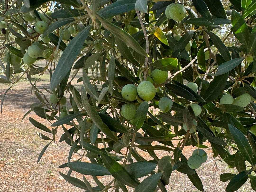 Oliveraie Casa Limbella-Algaida必去景点