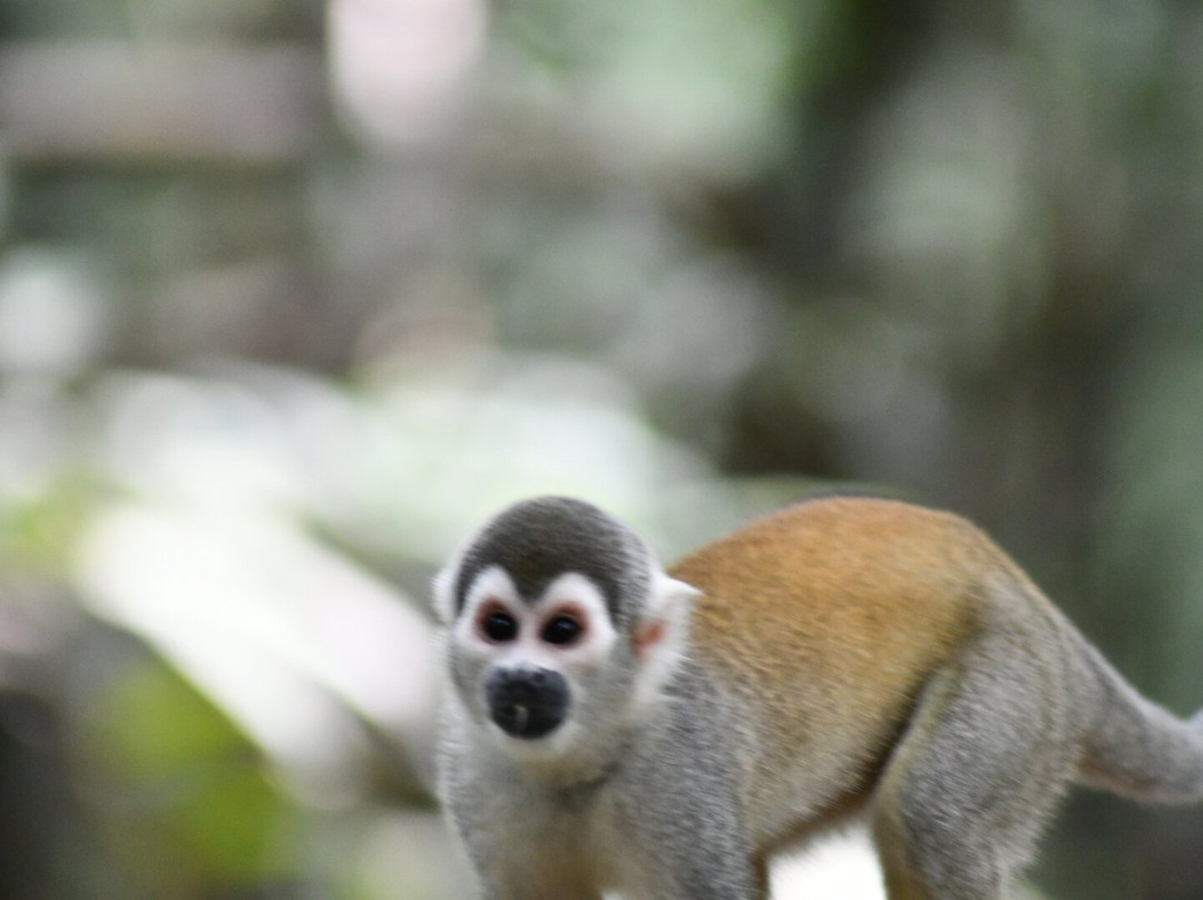 Fundación Maikuchiga-Loreto Mocagua必去景点